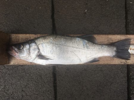 伊豆下田フィッシング 釣果