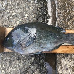 伊豆下田フィッシング 釣果