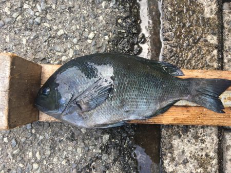 伊豆下田フィッシング 釣果