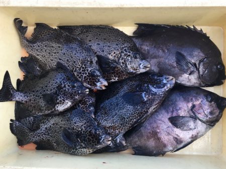 伊豆下田フィッシング 釣果