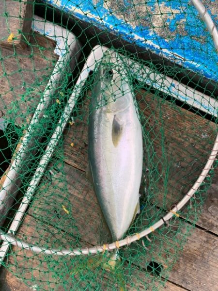 幸吉丸 釣果