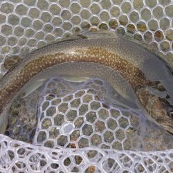 フィッシングレイクたかみや 釣果