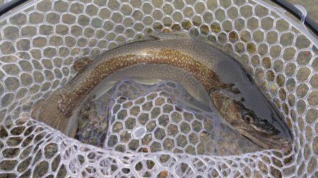 フィッシングレイクたかみや 釣果