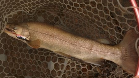 フィッシングレイクたかみや 釣果