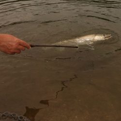 フィッシングレイクたかみや 釣果