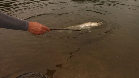 フィッシングレイクたかみや 釣果