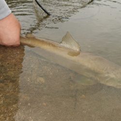フィッシングレイクたかみや 釣果