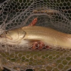 フィッシングレイクたかみや 釣果