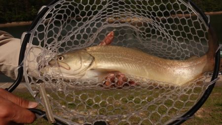 フィッシングレイクたかみや 釣果