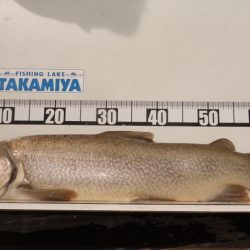 フィッシングレイクたかみや 釣果