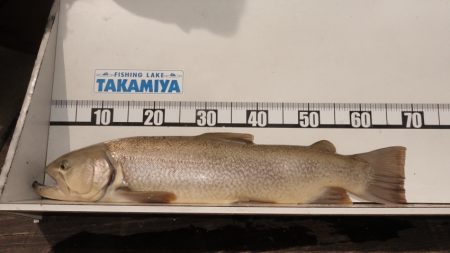 フィッシングレイクたかみや 釣果