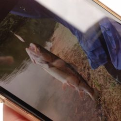 フィッシングレイクたかみや 釣果