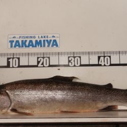 フィッシングレイクたかみや 釣果