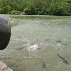 フィッシングレイクたかみや 釣果