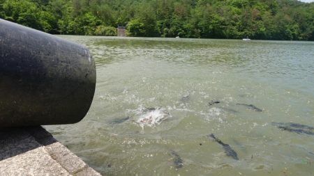 フィッシングレイクたかみや 釣果