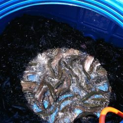 フィッシングレイクたかみや 釣果