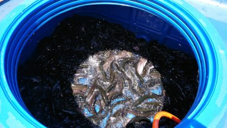 フィッシングレイクたかみや 釣果