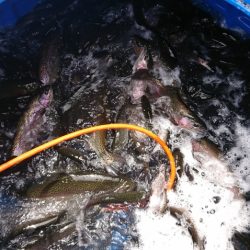 フィッシングレイクたかみや 釣果