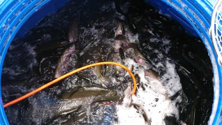 フィッシングレイクたかみや 釣果