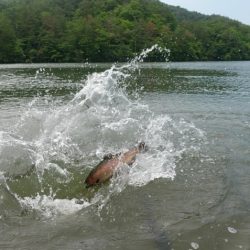 フィッシングレイクたかみや 釣果