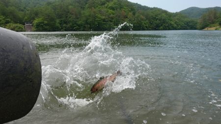 フィッシングレイクたかみや 釣果