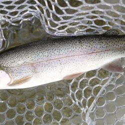 フィッシングレイクたかみや 釣果