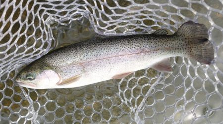 フィッシングレイクたかみや 釣果