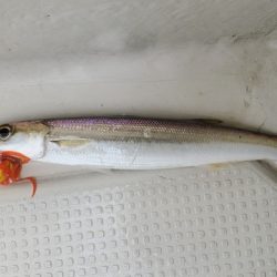 遊漁船 ニライカナイ 釣果