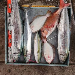 明神釣船 釣果