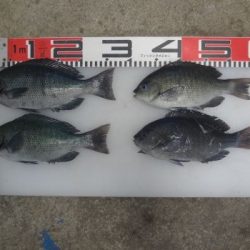 のとじま臨海公園海づりセンター 釣果