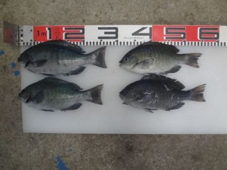 のとじま臨海公園海づりセンター 釣果