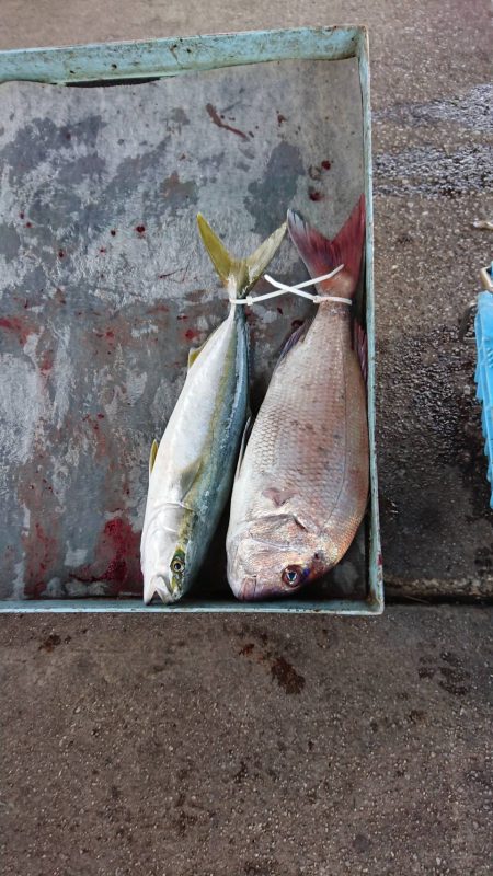 明神釣船 釣果