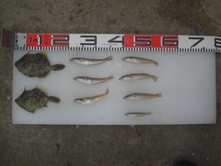 のとじま臨海公園海づりセンター 釣果