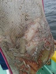 KONAYAーMARU(こなや丸) 釣果