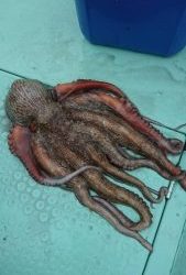 KONAYAーMARU(こなや丸) 釣果