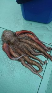 KONAYAーMARU(こなや丸) 釣果