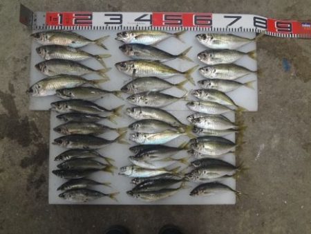 のとじま臨海公園海づりセンター 釣果