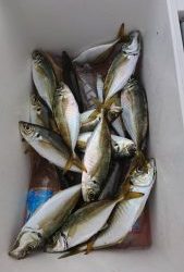 KONAYAーMARU(こなや丸) 釣果