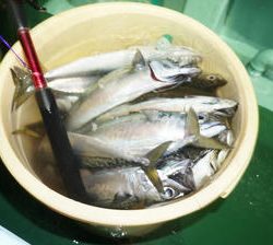 恵陽丸 釣果