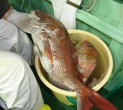 恵陽丸 釣果