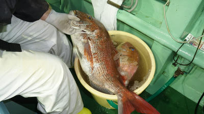 恵陽丸 釣果
