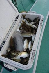 KONAYAーMARU(こなや丸) 釣果