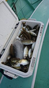 KONAYAーMARU(こなや丸) 釣果