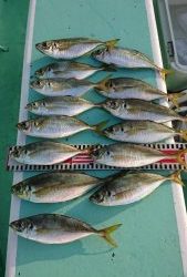 KONAYAーMARU(こなや丸) 釣果