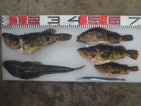 のとじま臨海公園海づりセンター 釣果