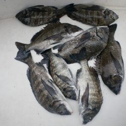 TOPGUN名古屋 釣果