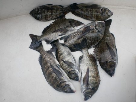 TOPGUN名古屋 釣果