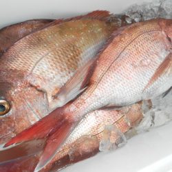 こうゆう丸 釣果