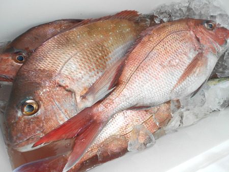 こうゆう丸 釣果