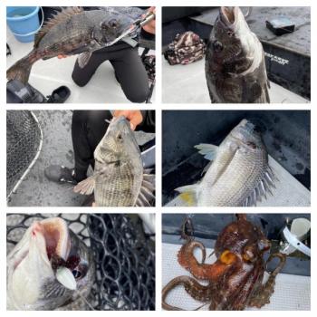 シーマジカル 釣果